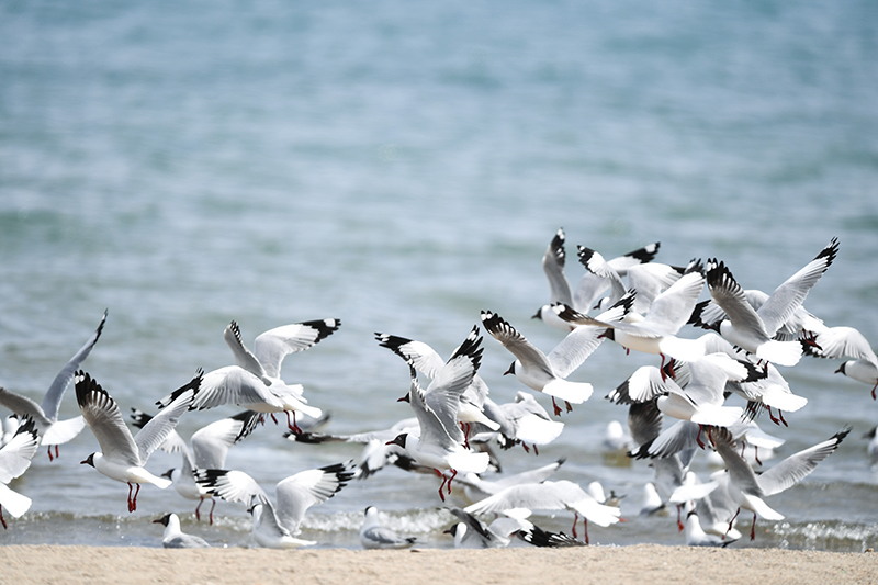 4月8日，一群棕头鸥在青海湖岸边飞翔。新华社记者 吴刚 摄.jpg