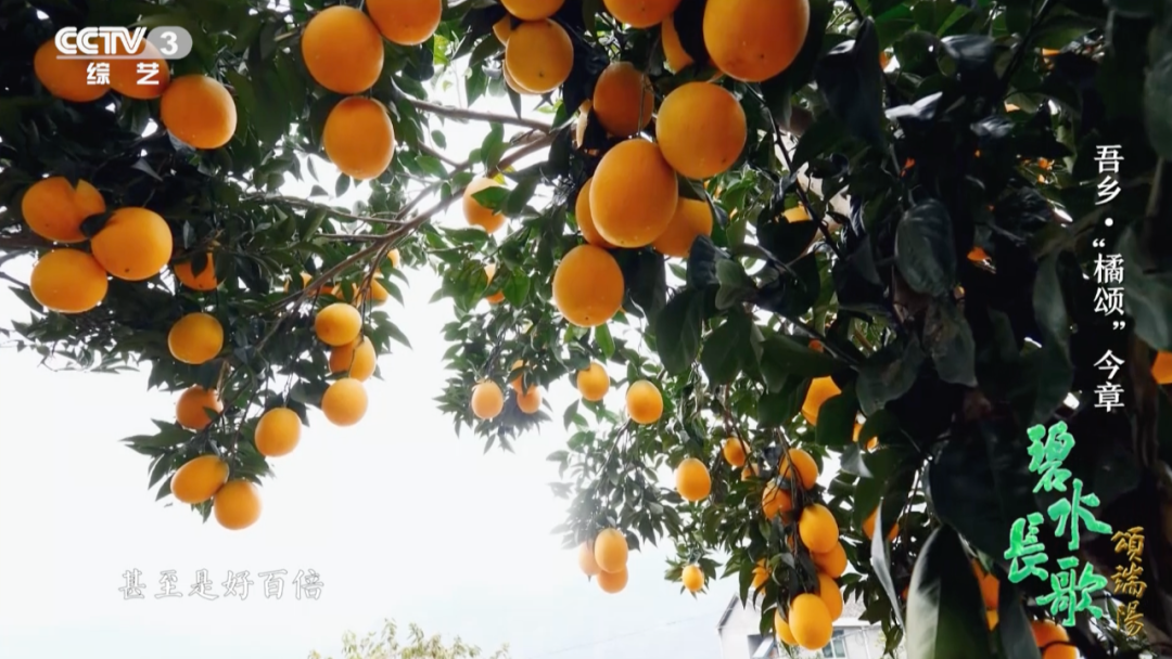 一年四季都有新鲜国产柑橘，背后离不开他