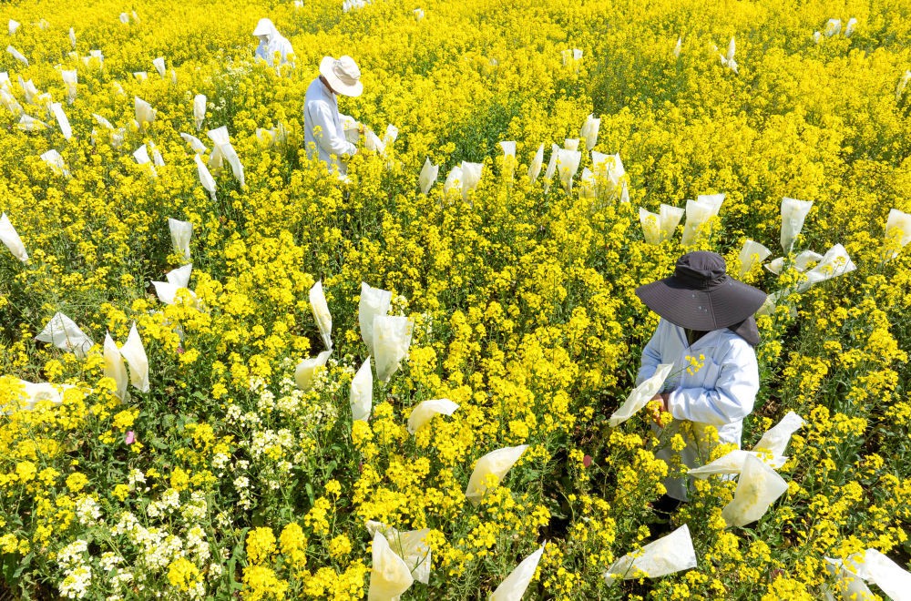 “油菜设计师”，让一粒粒种子开成油菜花海